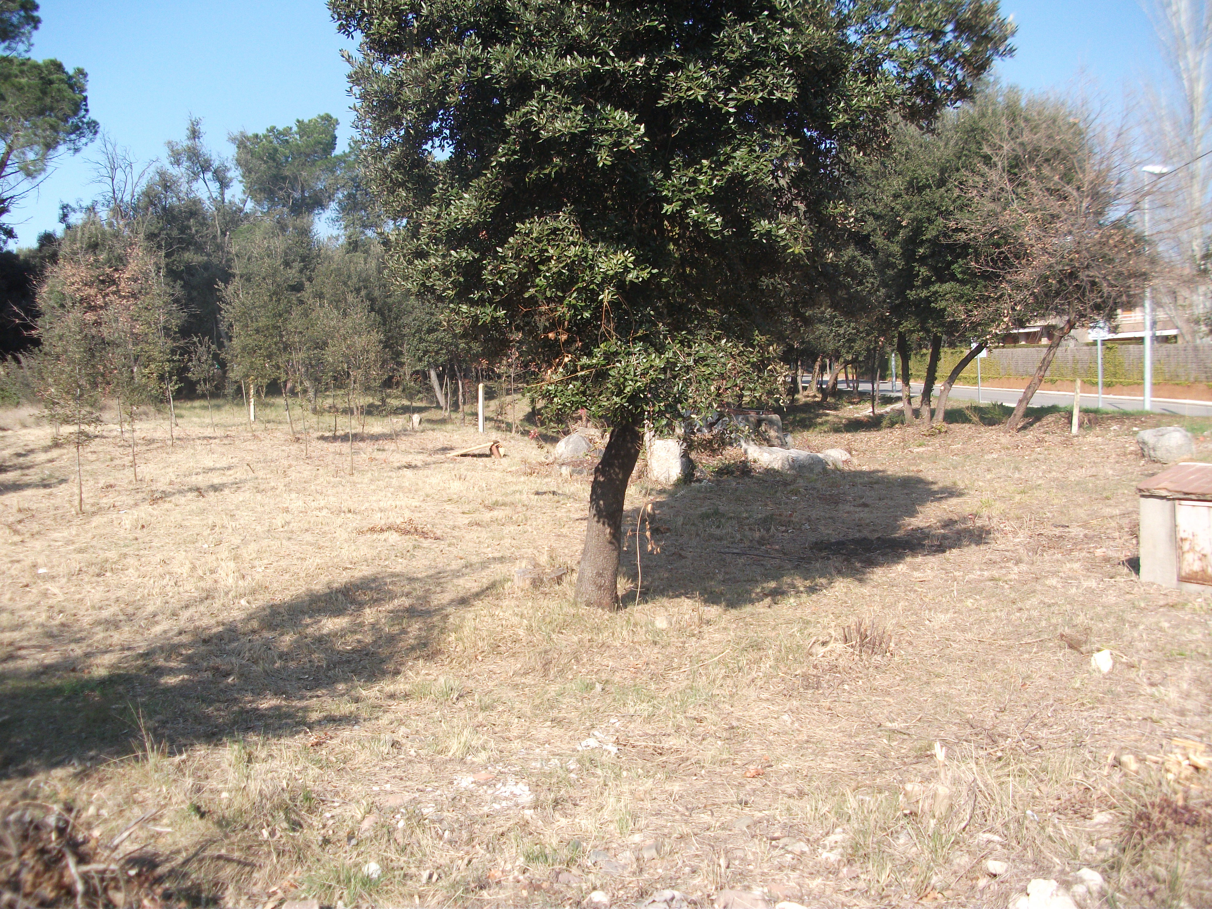 Pinar de Rosanes 